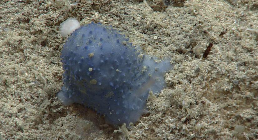 Idegen lényeket találtak az óceán mélyén, a tudósok sem tudják, mik lehetnek