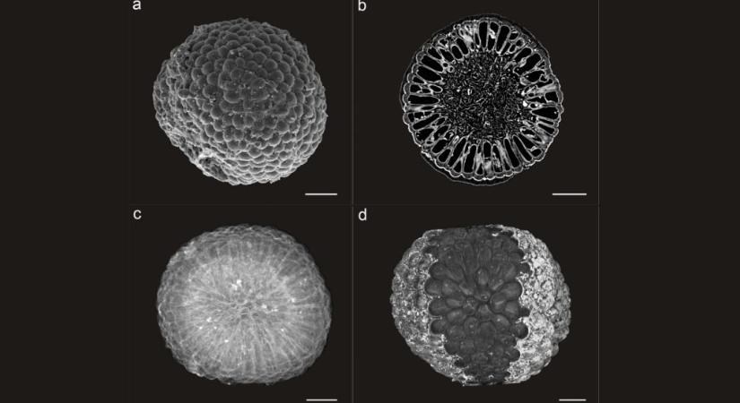 541 millió éves alga rendkívüli részletekkel