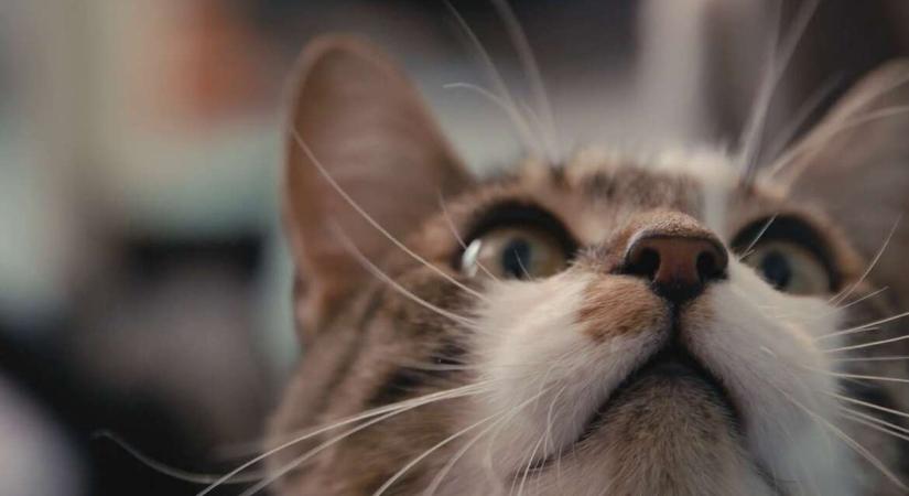 Igazságot a kiscicáknak! – Megnéztük a Mit gondolnak a macskák című Netflix-dokumentumfilmet