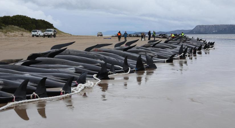 A tengerbe dobálják a Tasmaniában elpusztult cetek tetemeit