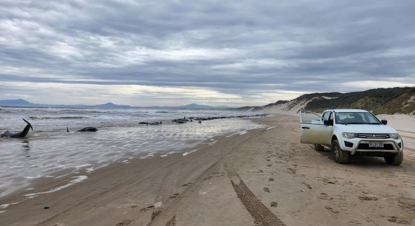 A tengerbe dobják az Ausztráliában partra vetődött és elpusztult cetek tetemeit