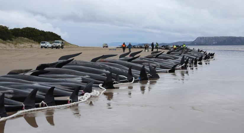 Több száz delfin tetemét dobják vissza a tengerbe