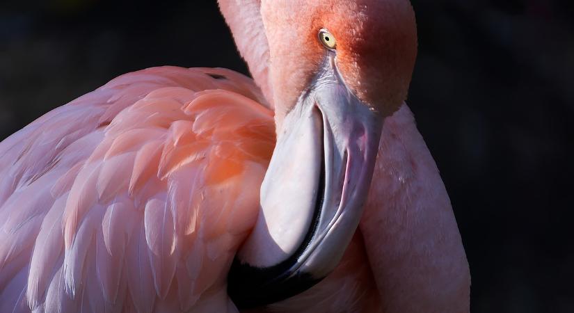 Egy fiatal rózsás flamingó bukkant fel Győr környékén – fotó