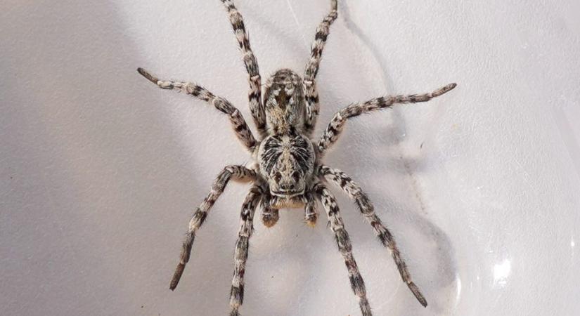 Szongáriai cselőpók (Lycosa singoriensis)