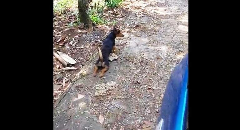 Szimuláló kutya verte át a turistákat Indonéziában - videó