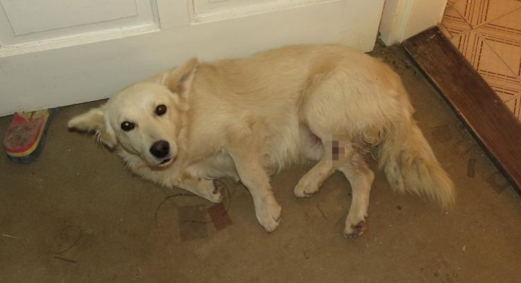 Felakasztotta és kiherélte saját kutyáját büntetésképpen – a rendőrség előtt kell felelnie gaztettéért