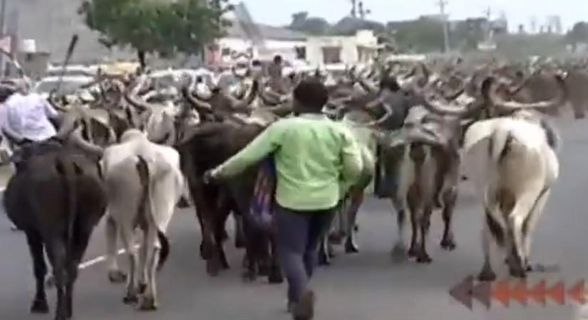 Több ezer tehenet engedtek szabadon egy autópályán