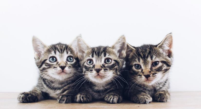Hány évig élnek a macskák és mit tegyünk, hogy hosszú élettartamuk legyen?
