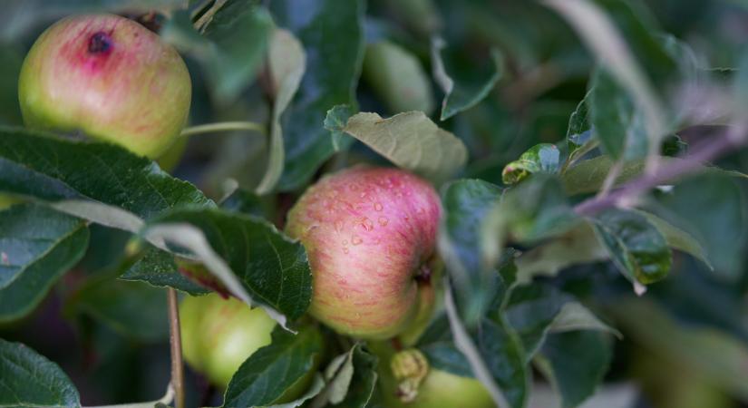 Egyre több belga gazda mond le erről a gyümölcsről: sorra tűnnek el az ültetvények