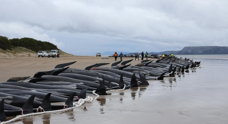 A nyílt tengerbe dobják az ausztráliai Tasmaniában partra vetődött és elpusztult göbölyűfejű delfinek tetemét