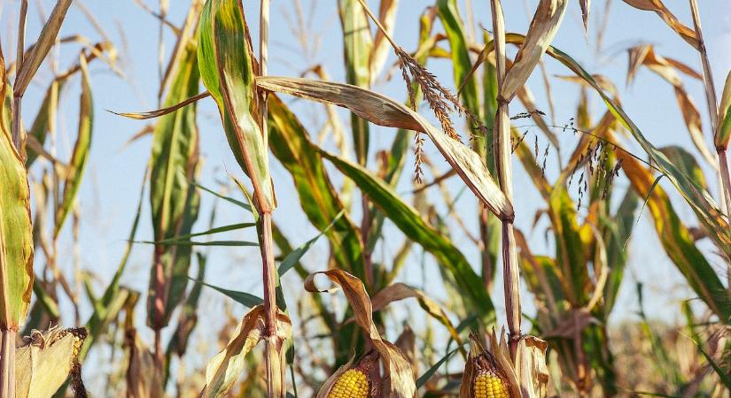 Ukrajnában megkezdődött a kukorica betakarítása