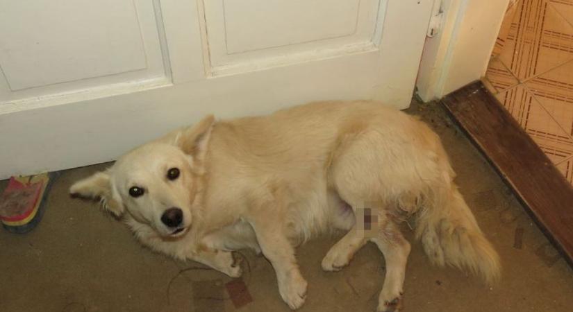 Csak erős idegzetűeknek: elképesztő brutalitással kínozta kutyáját egy ároktői férfi