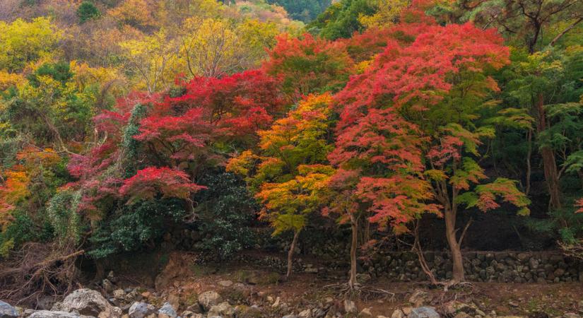 A 6 legszebb színű fa ősszel