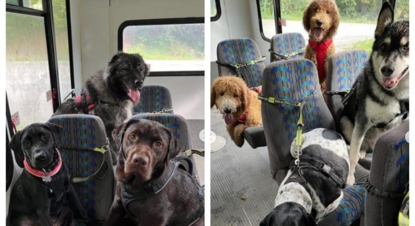 Imádjuk: “iskolabusz” szállítja Alaszkában a kutyákat a kutyasuliba