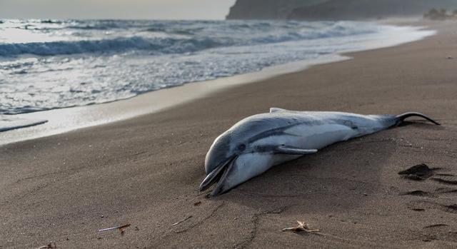 Több száz delfin tetemét dobják vissza a tengerbe