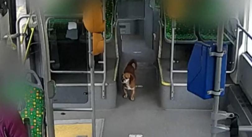 Napokon át tömegközlekedett Romániában egy elkóborló kutya