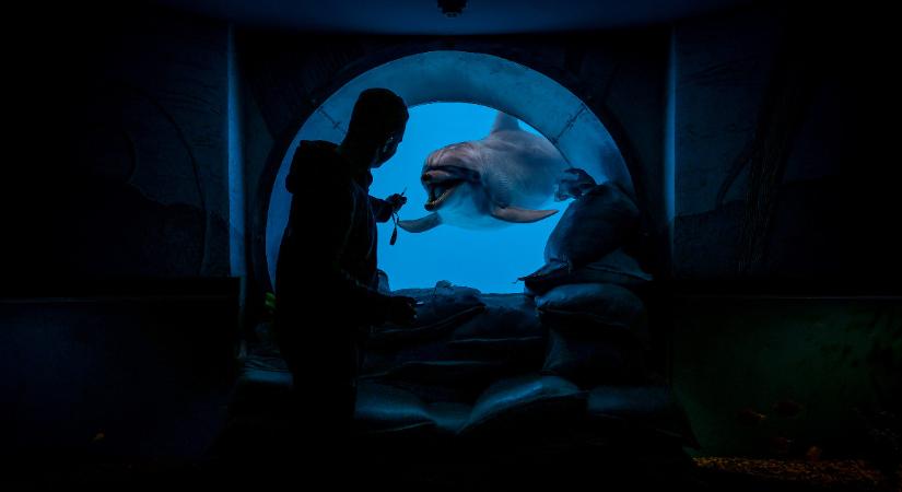 Légitámadásokat átélt delfinek nyugtatják a traumatizált katonákat Harkivban