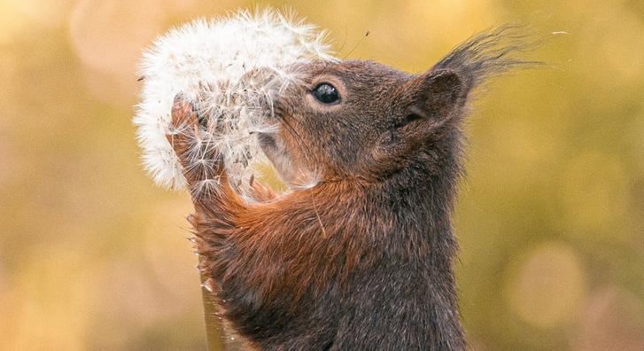 Ez az apró mókus nem bírt betelni a hófehér pitypang látványától