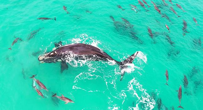 Delfinekkel játszó bálnát filmeztek le Ausztráliában