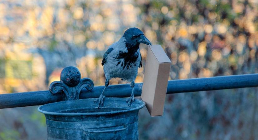 Fedeles hulladékgyűjtők a guberáló madarak ellen