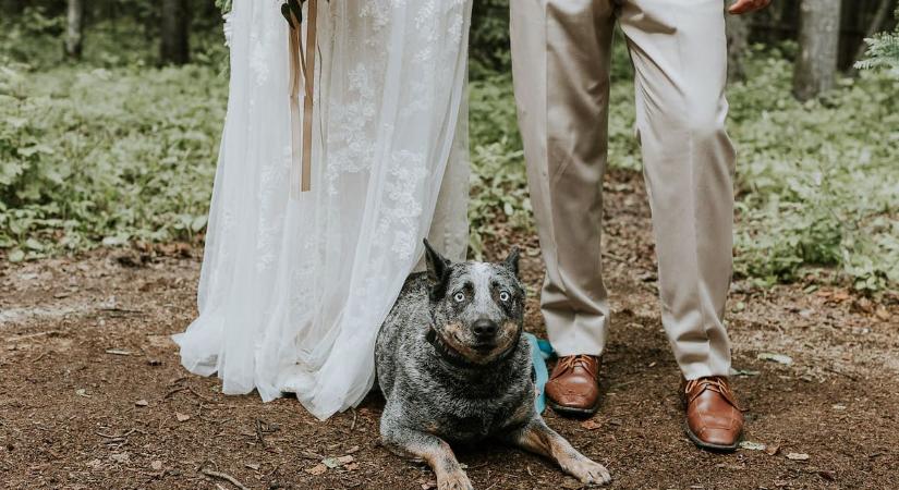 Luna, a legcukibb kutya, aki nem akart lemaradni gazdái esküvői fotójáról