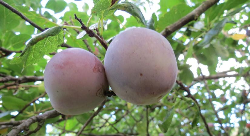 Augusztustól októberig: szilva, az univerzális gyümölcs