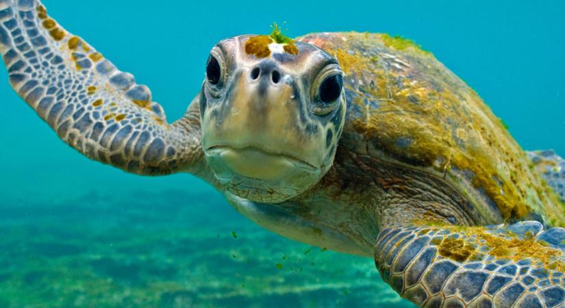 A védelem ellenére évente több mint 44 ezer tengeri teknőst ölnek meg illegálisan