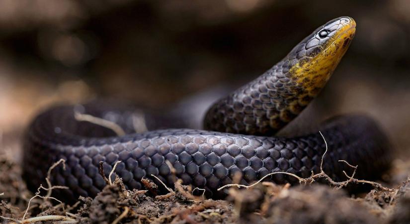 Vigyázat: a temetőben rejtőzött ez a három új kígyófaj