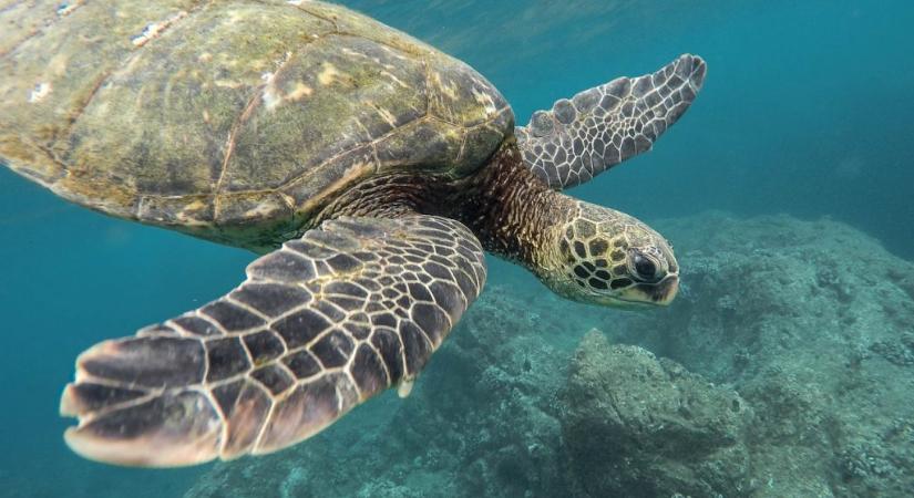 Csökkent a tengeri teknősökre leselkedő orvvadászat veszélye