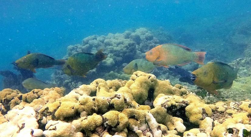 Antibiotikumokkal tömik a korallokat, hogy megakadályozzák a korallzátonyok megbetegedéseit