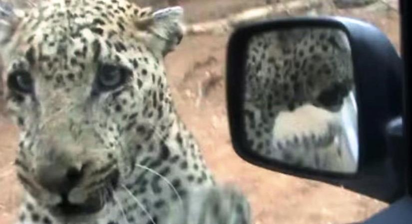 Benézett a leopárd az autóba - videó
