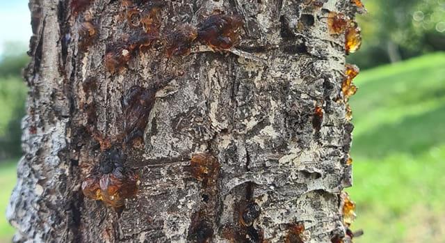 Mi okozhatta a sok helyen előtörő mézgafolyást az őszibarackfa törzsén?