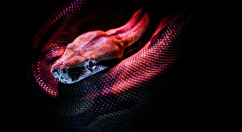 Temetőben rejtőzött ez a három új kígyófaj