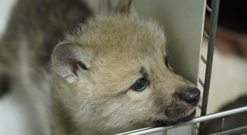 Kínában megszületett a világ első klónozott farkasa - videó
