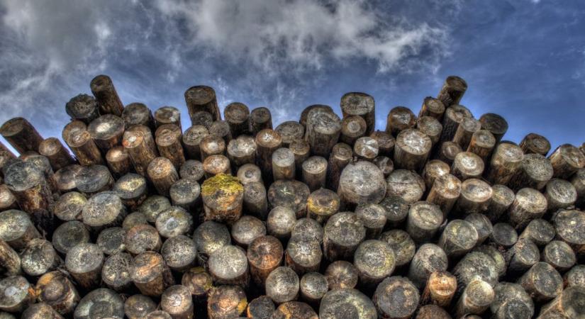 Rezsicsökkentés: tízmillió forint értékű fát lopott a volt erdész