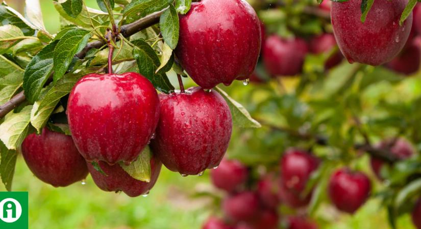 Bőségesen termett a gyümölcsfád? Erre van szükség, hogy ne vesszen kárba a termés!