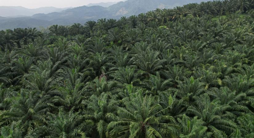 Kihalás fenyeget több mint ezer pálmafajt