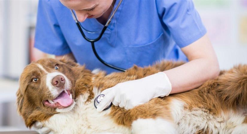 Kennelköhögés kutyáknál - Mit kell tudnunk a betegségről?
