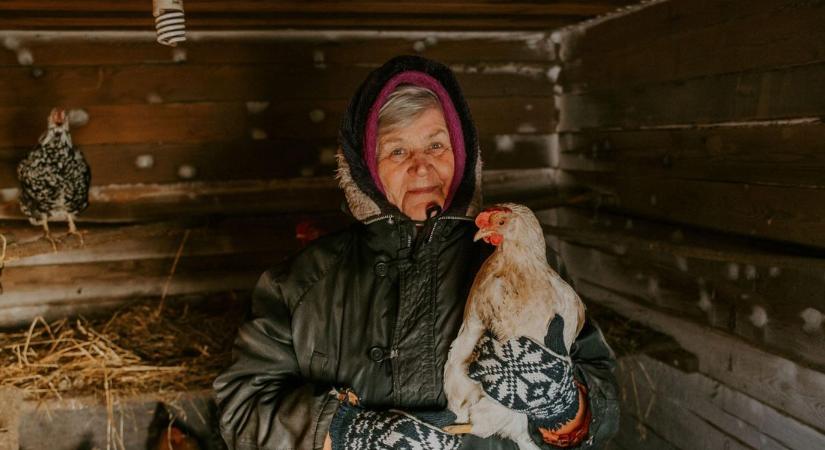 Végveszélyben vannak az orosz háztáji csirkék