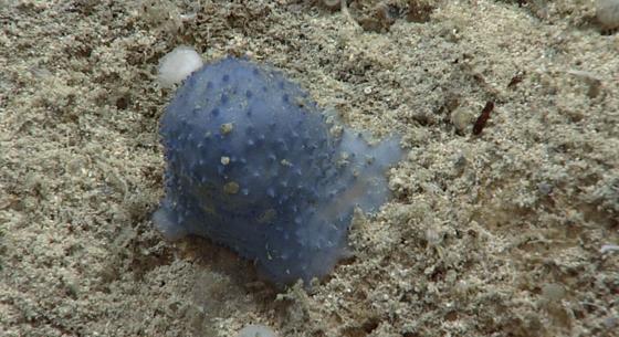 Titokzatos kék élőlényeket találtak a tenger mélyén, még nem tudni, mik ezek