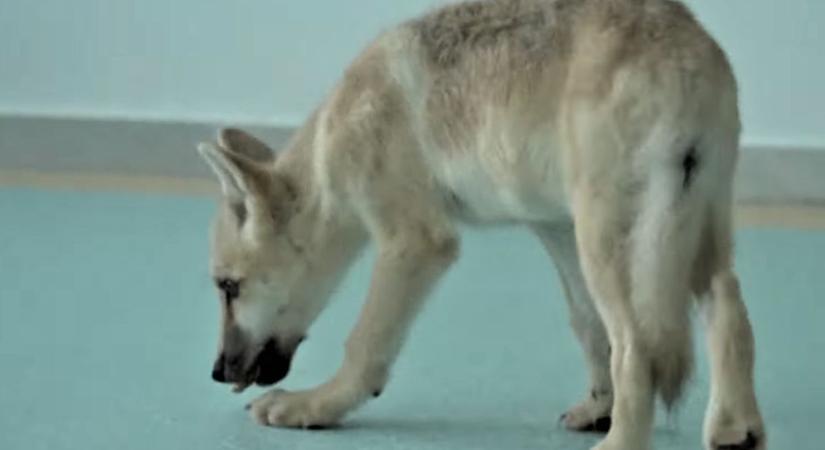 Megszületett a világ első klónozott sarki farkasa  videó