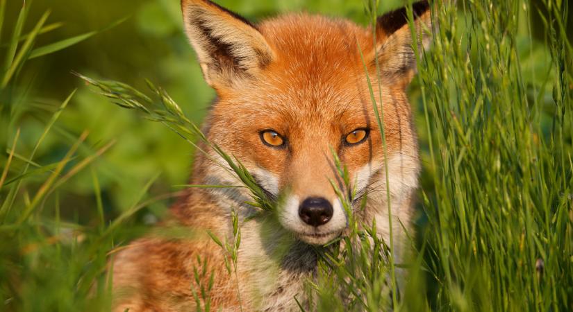Zajlik a járványügyi nyomozás: veszett rókát találtak a szabolcsi településen