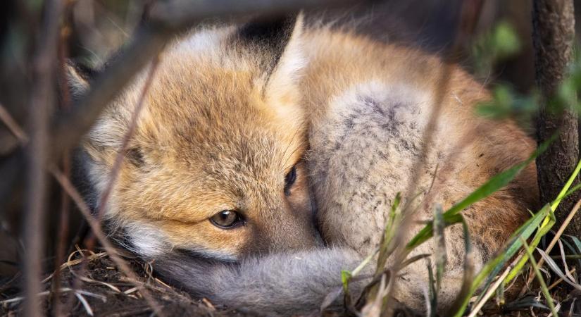 Veszett rókát találtak a szabolcsi falunál: zajlik a járványügyi nyomozás