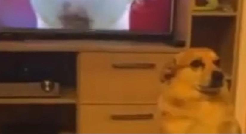 Hihetetlen cuki: egy kiskutya állva hallgatta végig a magyar himnuszt a magyar-olasz NL-meccsen - videó