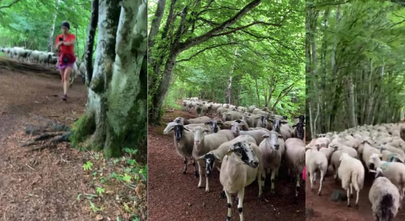 Arra lett figyelmes egy futó, hogy egy elveszett báránynyáj követi