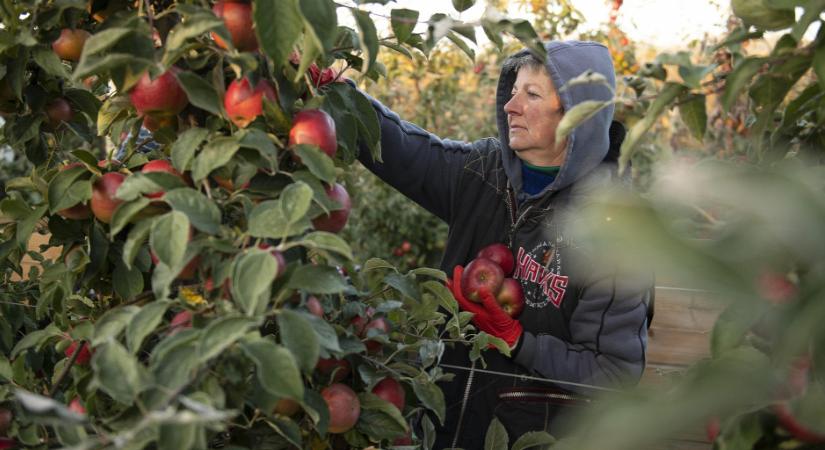 Rezsicsökkentés olasz módra: barlangokban tárolják az almakészleteket a termelők
