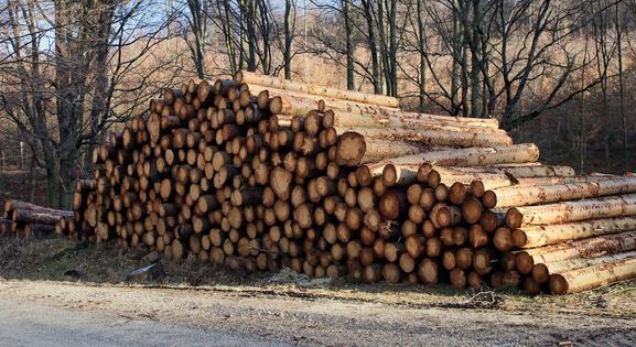 Összeomlott a tűzifapiac: hiány és elszálló árak