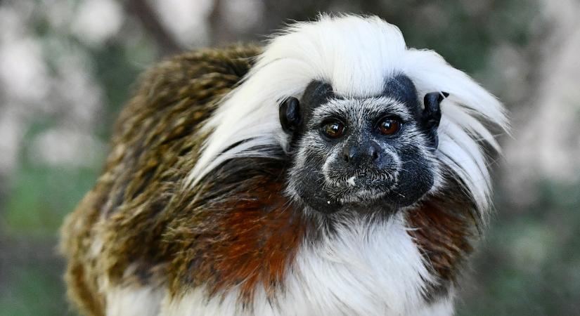Az egyik legveszélyeztetettebb főemlősfaj – Liszt-majmocskák érkeztek Miskolcra
