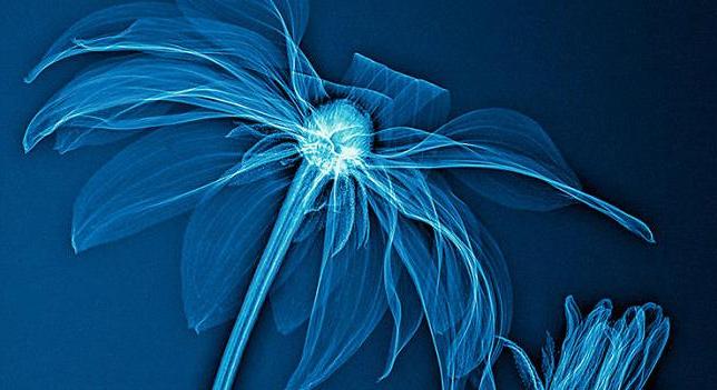Lenyűgöző röntgenképek a legkülönlegesebb formájú növényekről - képgaléria