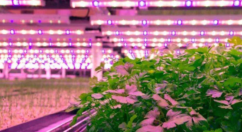 A LED fényforrások az otthonunk után a zöldségtermesztést is fenntarthatóvá teszik
